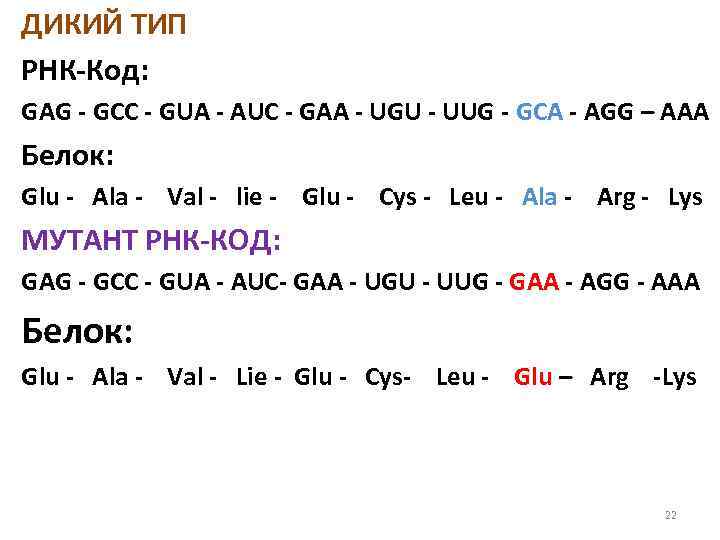 ДИКИЙ ТИП РНК Код: GAG GCC GUA AUC GAA UGU UUG GCA AGG –