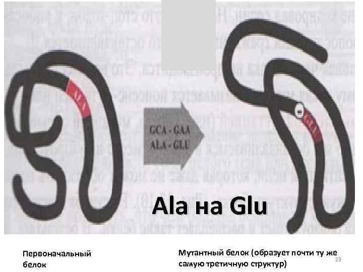 Ala на Glu Первоначальный белок Мутантный белок (образует почти ту же 23 самую третичную