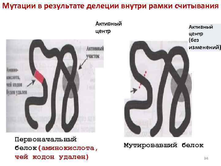 Мутации в результате делеции внутри рамки считывания Активный центр (без изменений) Первоначальный белок(аминокислота, чей