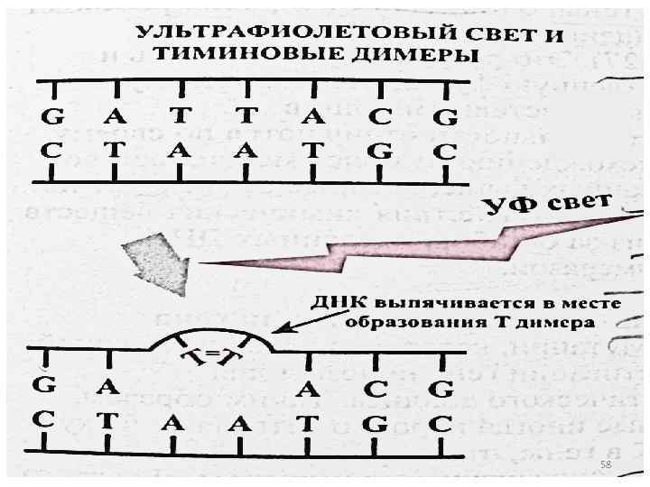 Рисунок 12. 25 58 