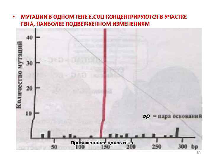  • МУТАЦИИ В ОДНОМ ГЕНЕ E. COLI КОНЦЕНТРИРУЮТСЯ В УЧАСТКЕ ГЕНА, НАИБОЛЕЕ ПОДВЕРЖЕННОМ