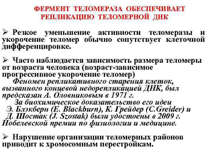 ФЕРМЕНТ ТЕЛОМЕРАЗА ОБЕСПЕЧИВАЕТ РЕПЛИКАЦИЮ ТЕЛОМЕРНОЙ ДНК Ø Резкое уменьшение активности теломеразы и укорочение теломер