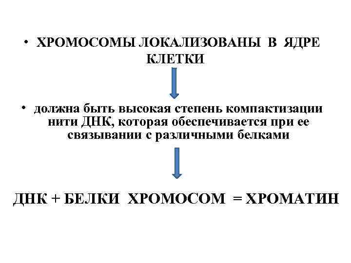  • ХРОМОСОМЫ ЛОКАЛИЗОВАНЫ В ЯДРЕ КЛЕТКИ • должна быть высокая степень компактизации нити