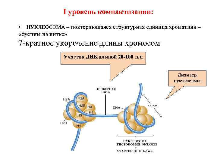 I уровень компактизации: • НУКЛЕОСОМА – повторяющаяся структурная единица хроматина – «бусины на нитке»