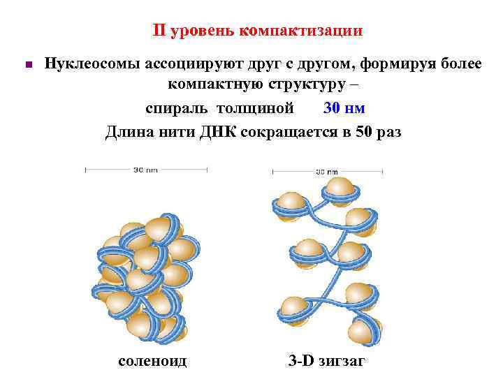 II уровень компактизации n Нуклеосомы ассоциируют друг с другом, формируя более компактную структуру –
