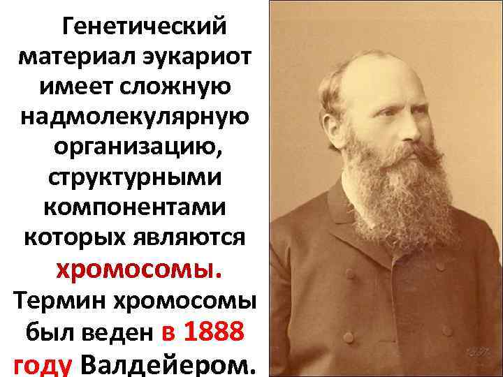  Генетический материал эукариот имеет сложную надмолекулярную организацию, структурными компонентами которых являются хромосомы. Термин