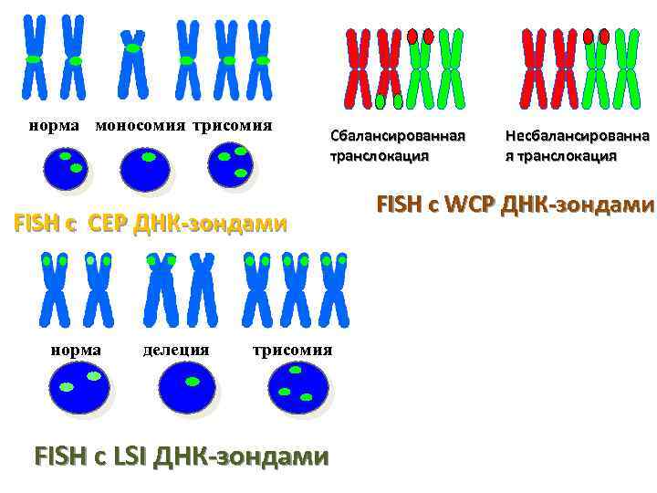норма моносомия трисомия Сбалансированная транслокация FISH c CEP ДНК-зондами норма делеция трисомия FISH с