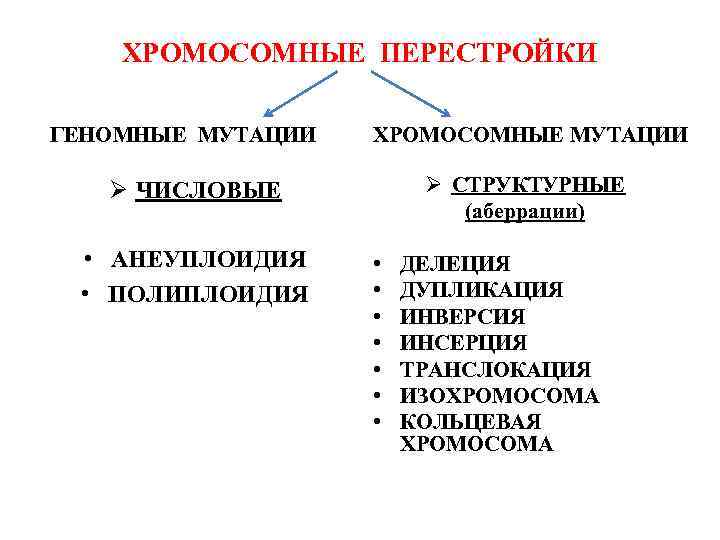 ХРОМОСОМНЫЕ ПЕРЕСТРОЙКИ ГЕНОМНЫЕ МУТАЦИИ ХРОМОСОМНЫЕ МУТАЦИИ Ø СТРУКТУРНЫЕ (аберрации) Ø ЧИСЛОВЫЕ • АНЕУПЛОИДИЯ •