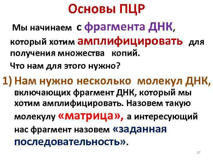 Основы ПЦР Мы начинаем с фрагмента ДНК, который хотим амплифицировать для получения множества копий.