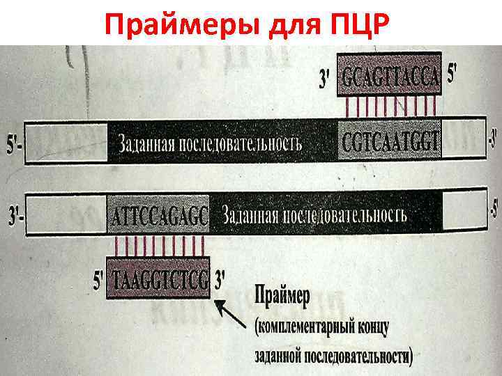 Нужны ли пцр. Компоненты ПЦР Праймеры. Прямой и обратный Праймеры в ПЦР. Прямой и обратный праймер в ПЦР. Основные компоненты ПЦР.