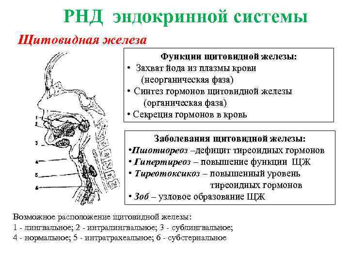 РНД эндокринной системы Щитовидная железа Функции щитовидной железы: • Захват йода из плазмы крови