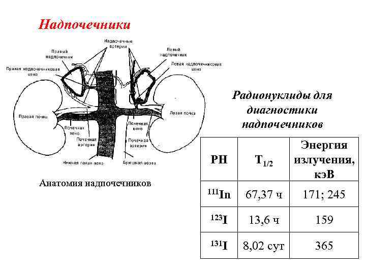 Надпочечники Радионуклиды для диагностики надпочечников РН Анатомия надпочечников Т 1/2 Энергия излучения, кэ. В