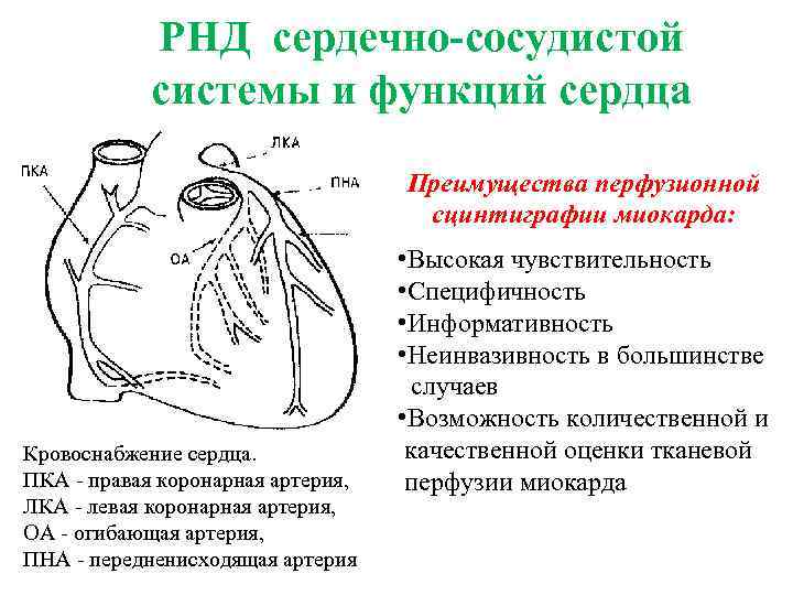 РНД сердечно-сосудистой системы и функций сердца Преимущества перфузионной сцинтиграфии миокарда: Кровоснабжение сердца. ПКА правая