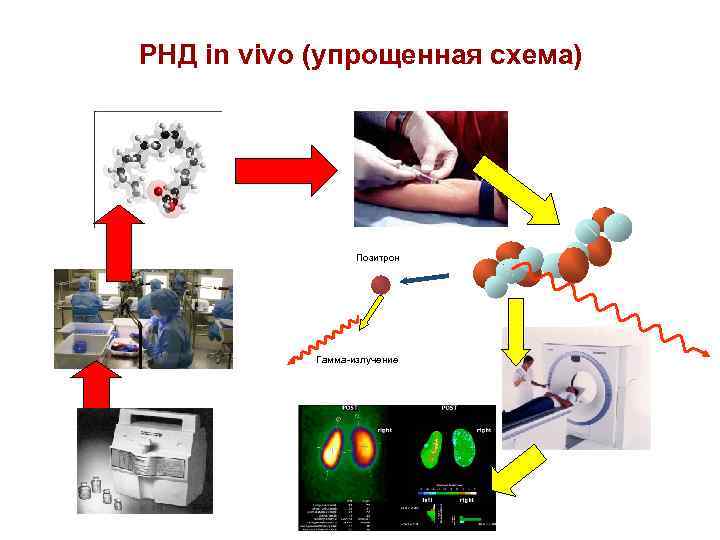 РНД in vivo (упрощенная схема) Позитрон Гамма-излучение 