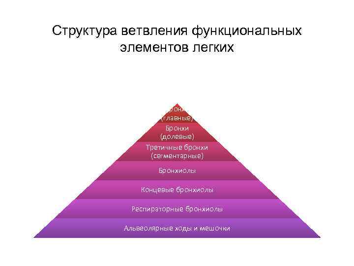 Структура ветвления функциональных элементов легких Бронхи (главные) Бронхи (долевые) Третичные бронхи (сегментарные) Бронхиолы Концевые