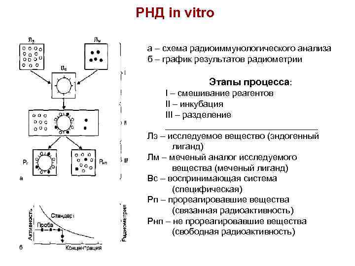 РНД in vitro а – схема радиоиммунологического анализа б – график результатов радиометрии Этапы