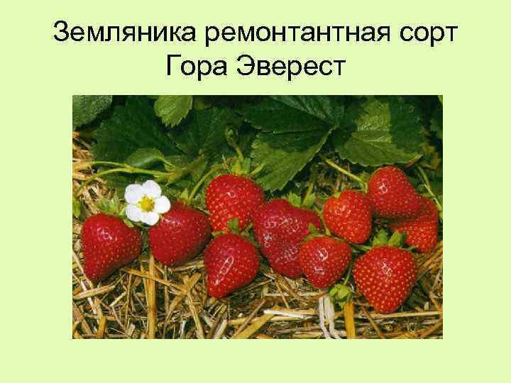 Земляника ремонтантная сорт Гора Эверест 