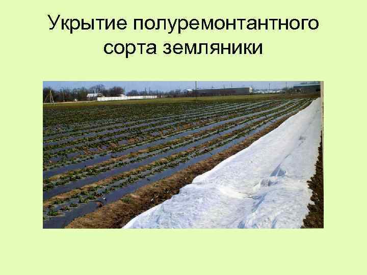 Укрытие полуремонтантного сорта земляники 