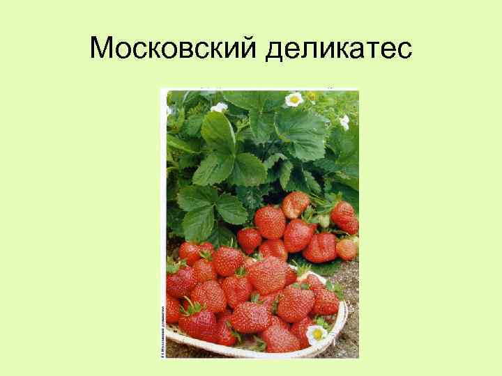 Московский деликатес 