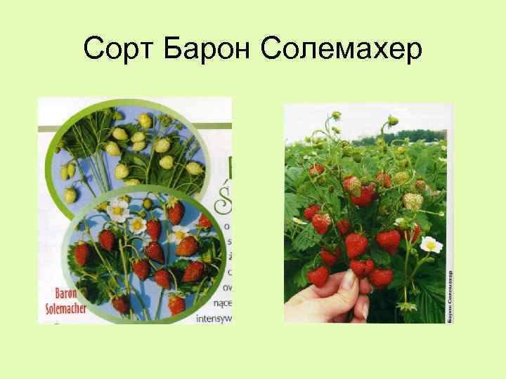 Сорт Барон Солемахер 