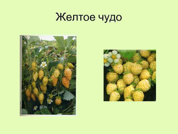 Желтое чудо 