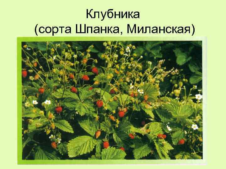 Клубника (сорта Шпанка, Миланская) 
