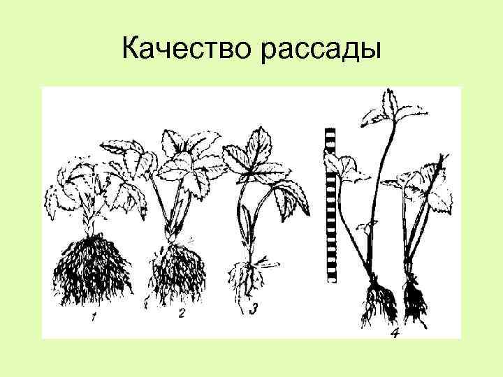 Качество рассады 