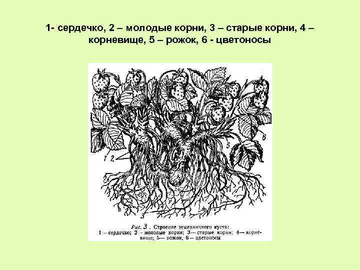 1 - сердечко, 2 – молодые корни, 3 – старые корни, 4 – корневище,