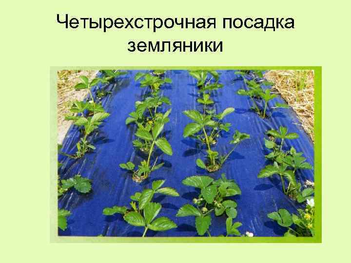 Четырехстрочная посадка земляники 