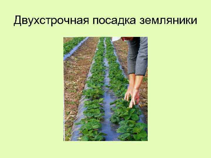 Двухстрочная посадка земляники 