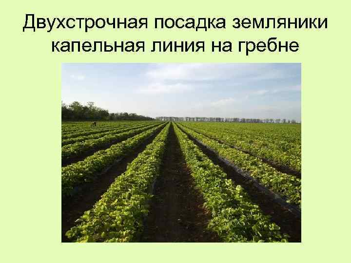 Двухстрочная посадка земляники капельная линия на гребне 