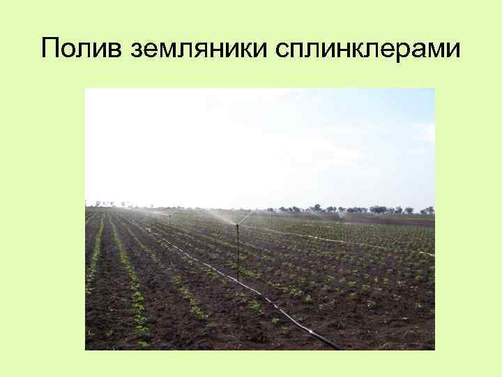 Полив земляники сплинклерами 