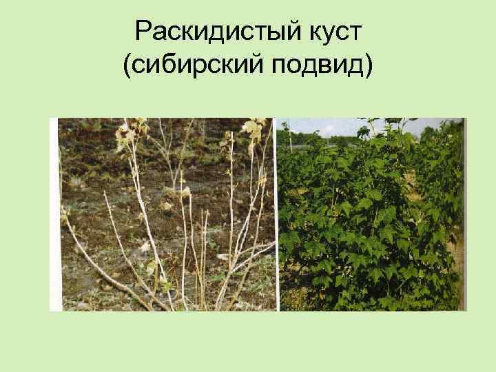 Раскидистый куст (сибирский подвид) 