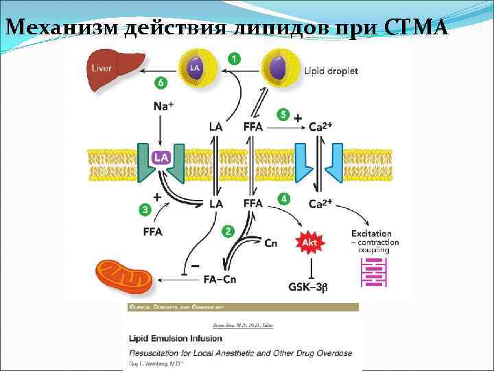 Механизм действия липидов при СТМА 