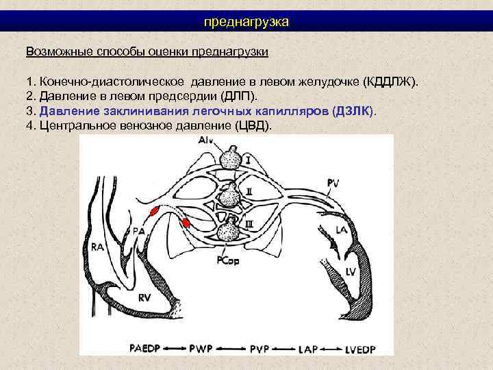 преднагрузка Возможные способы оценки преднагрузки 1. Конечно-диастолическое давление в левом желудочке (КДДЛЖ). 2. Давление