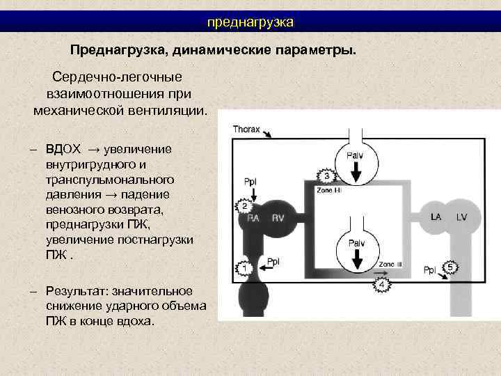 преднагрузка Преднагрузка, динамические параметры. Сердечно-легочные взаимоотношения при механической вентиляции. – ВДОХ → увеличение внутригрудного