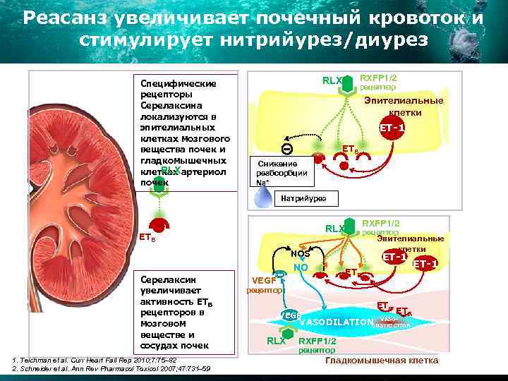 Реасанз увеличивает почечный кровоток и стимулирует нитрийурез/диурез Специфические рецепторы Серелаксина локализуются в эпителиальных клетках
