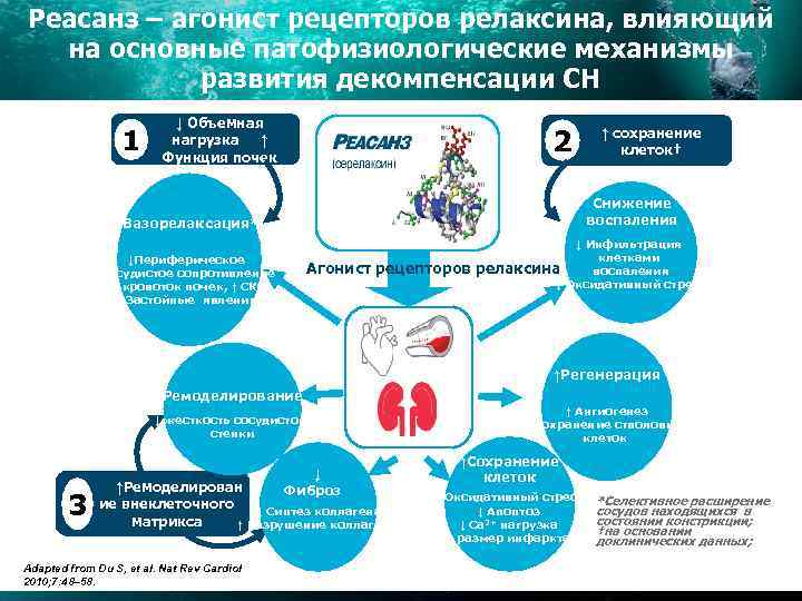 Реасанз – агонист рецепторов релаксина, влияющий на основные патофизиологические механизмы развития декомпенсации СН 1