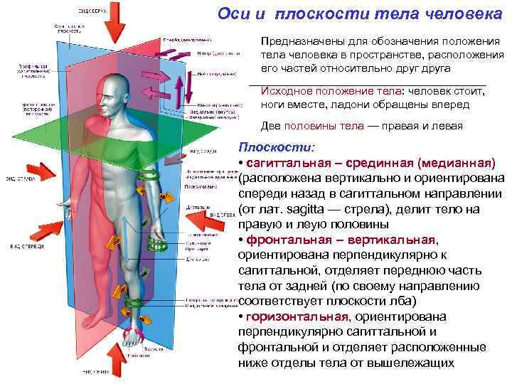 Оси и плоскости тела человека Предназначены для обозначения положения тела человека в пространстве, расположения