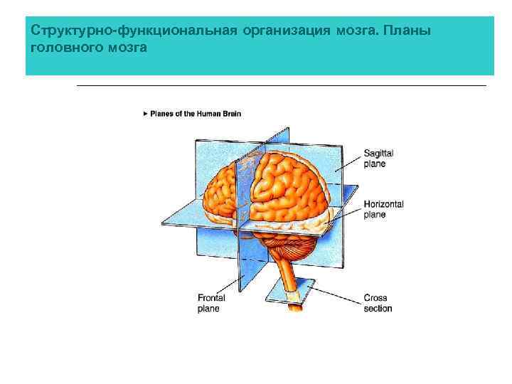 Структурно-функциональная организация мозга. Планы головного мозга 