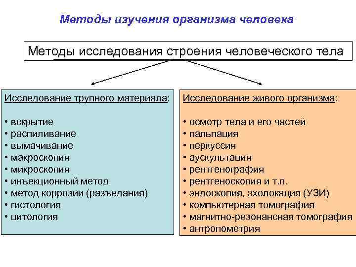 Методы изучения анатомии человека