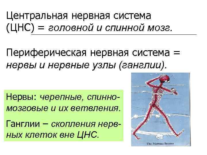 Центральная нервная система (ЦНС) = головной и спинной мозг. Периферическая нервная система = нервы