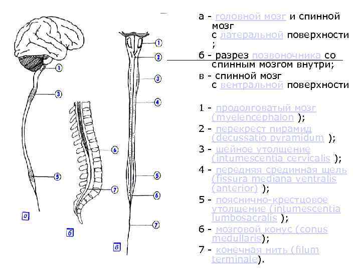 Клетки спинного мозга. Головной и спинной мозг. Головной и спинной мозг схема. Головной и спинной мозг картинки. Головной продолговатый спинной мозг.
