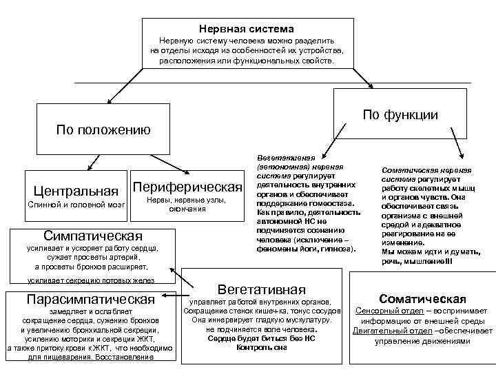 Схема функционального деления нервной системы. Классификация нервной системы. Классификация нервной системы по функциям. Классификация нервной системы схема. Схема функционального деления нервной системы человека.