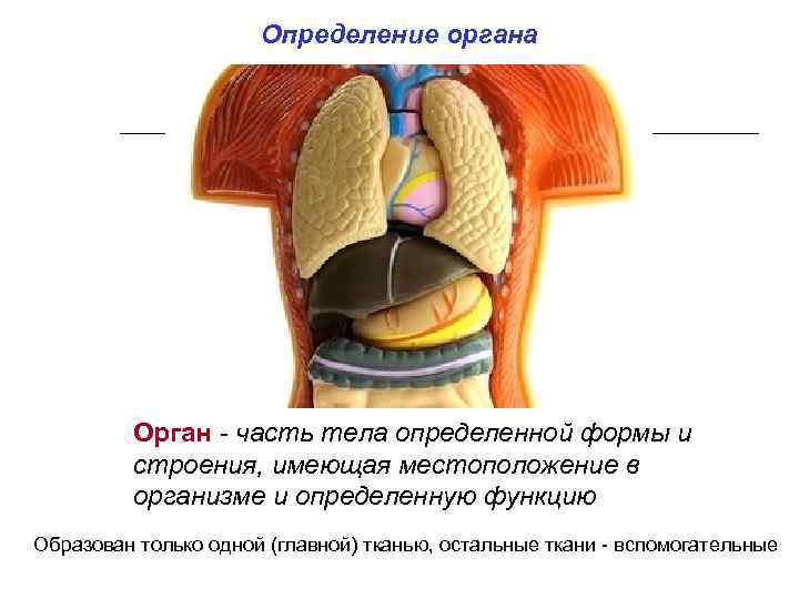 Определение органа Орган - часть тела определенной формы и строения, имеющая местоположение в организме