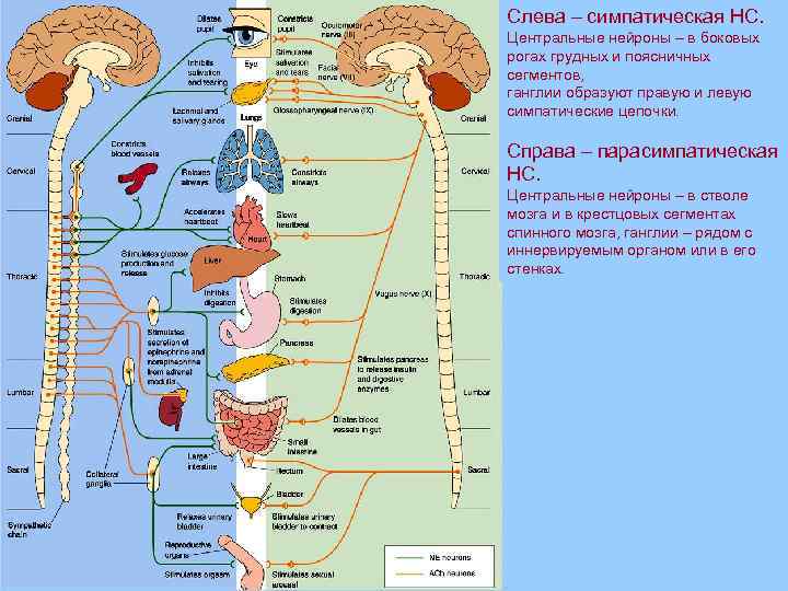 Слева – симпатическая НС. Центральные нейроны – в боковых рогах грудных и поясничных сегментов,