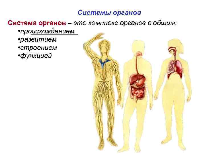 Системы органов Система органов – это комплекс органов с общим: • происхождением • развитием