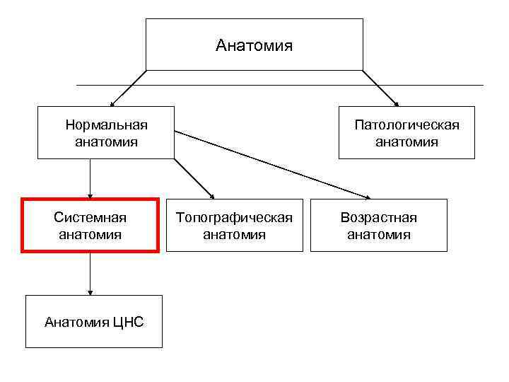 Анатомия Нормальная анатомия Системная анатомия Анатомия ЦНС Патологическая анатомия Топографическая анатомия Возрастная анатомия 