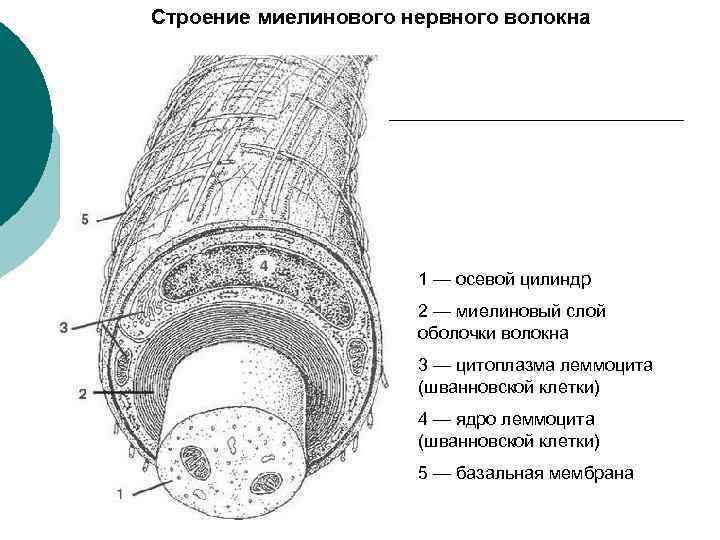 Строение волокон. Строение миелинового волокна. Строение оболочки миелинового волокна. Строение осевого цилиндра безмиелинового волокна. Строение миелинового нервного волокна.