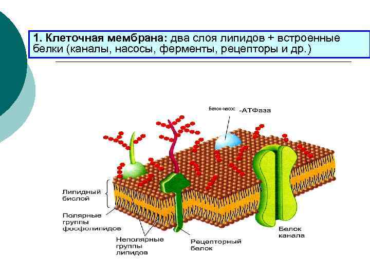 Белок клеточной мембраны. Клеточная мембрана белки 2 слоя. Мембраны клетки рецепторы мембраны. Рецепторная функция плазматической мембраны. Строение мембраны клетки рецепторы мембраны.